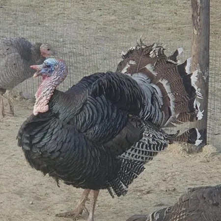 Colleoli Gospodarstwo agroturystyczne *